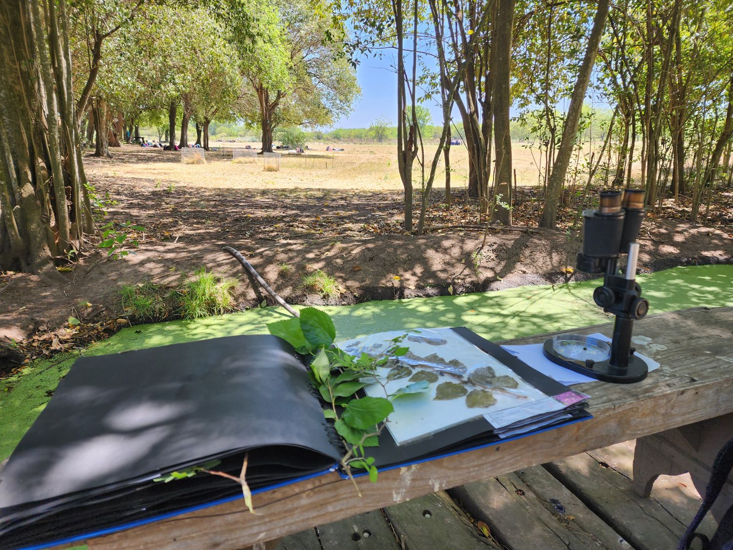 Hojas prensadas sobre un cuaderno de campo