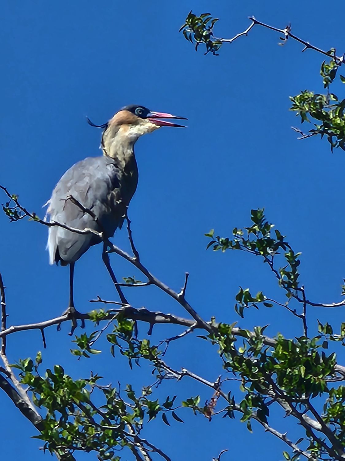 Una garza posada en una rama contra el cielo