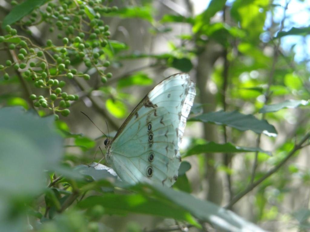 La mariposa bandera argentina posada en una rama, con sus alas blancas y celestes