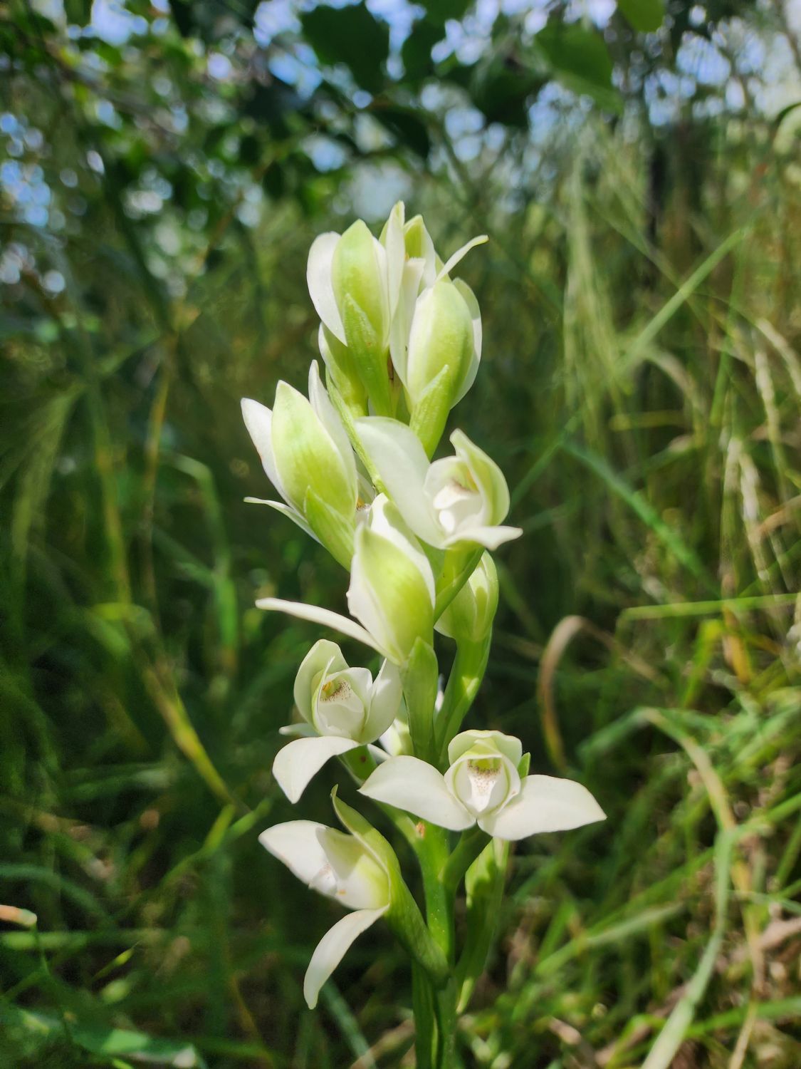 Flor blanca de la orquídea del talar entre los pastos