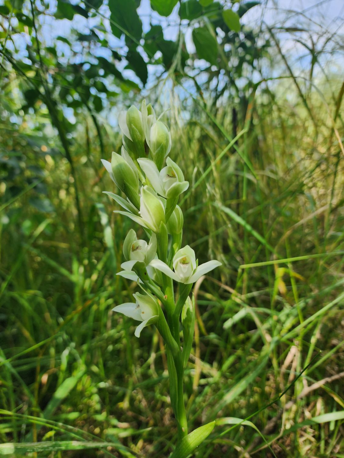 Orquídea del talar entre pastos altos